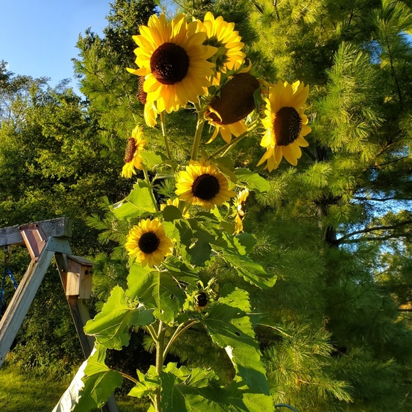 Meet your Posher, SunflowerBella - Picture 1 of 1